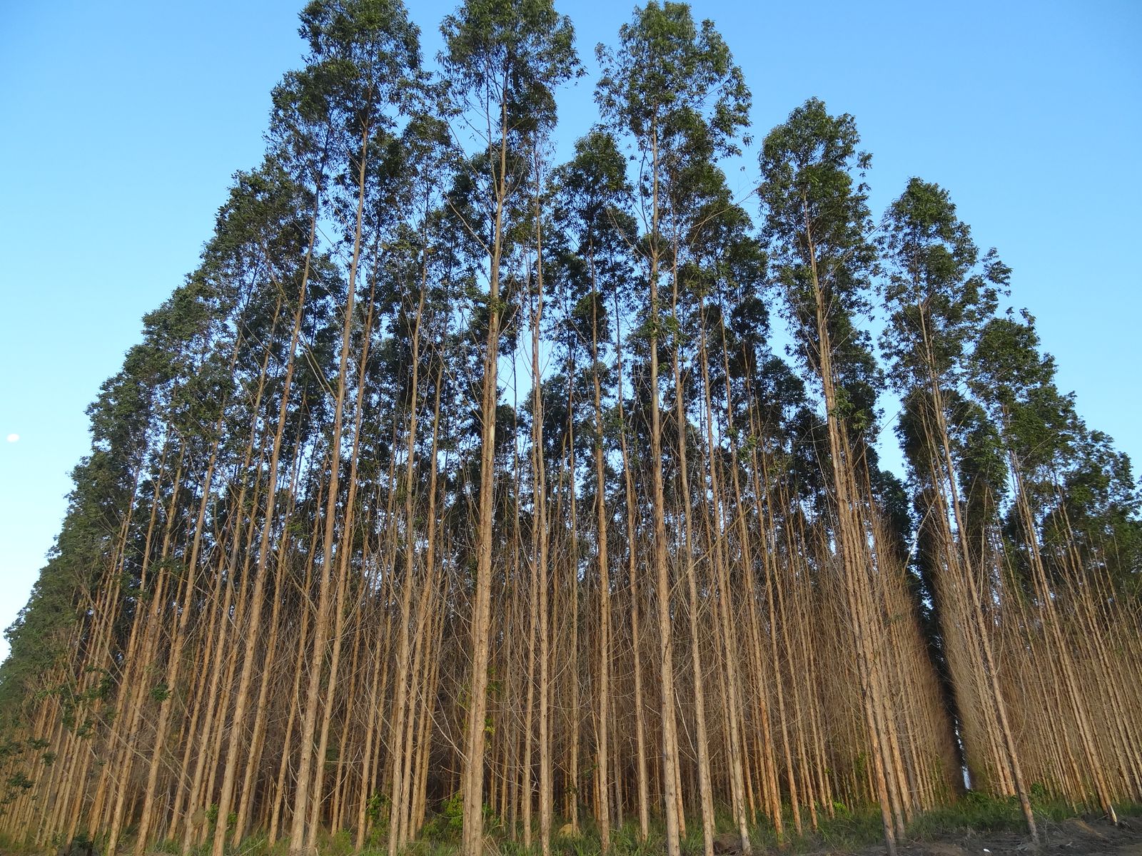 AFRY conquista projeto de EPCM da nova fábrica de celulose da Arauco no Brasil